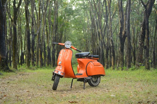 An Orange Bicycle in the Forest