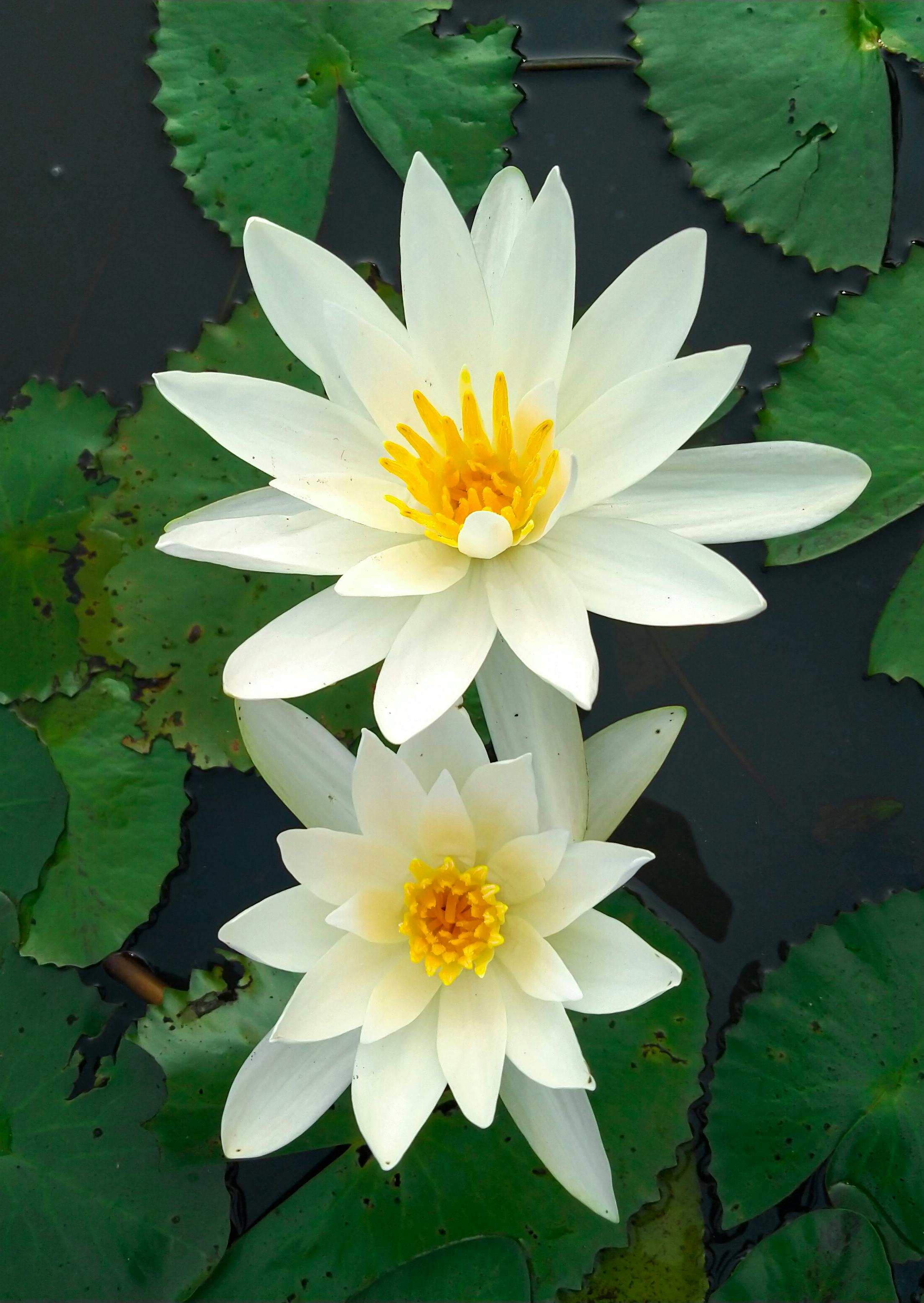 Lilies Emerging Photos, Download The BEST Free Lilies Emerging Stock