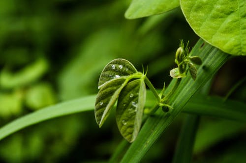 Green Leaf Plant in Close-Up Photography