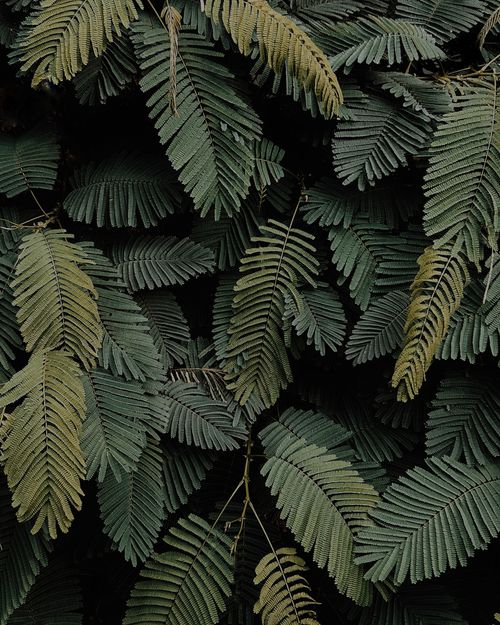 Free A detailed shot of vibrant green fern leaves showcasing natural beauty and texture. Stock Photo