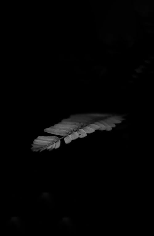 Black and White Photo of a Leaf