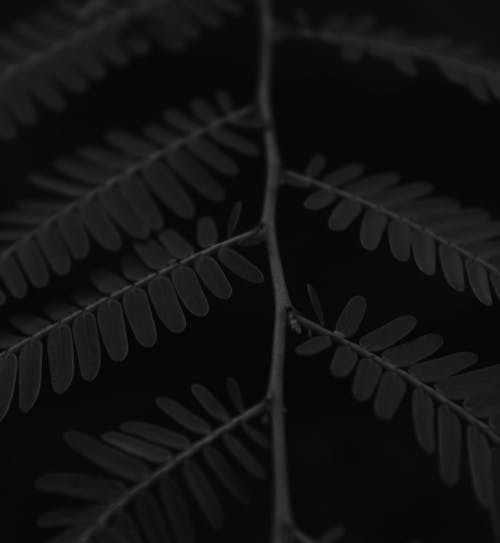 고사리 잎, 그레이 스케일 사진, 블랙 앤 화이트의 무료 스톡 사진