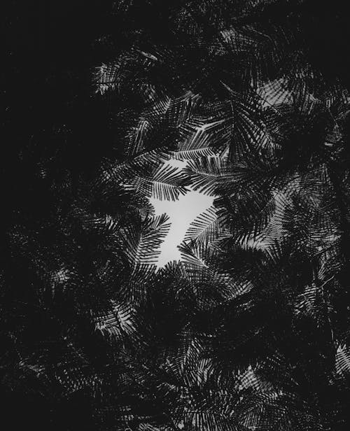 Conifer Tree Branches Dark Background