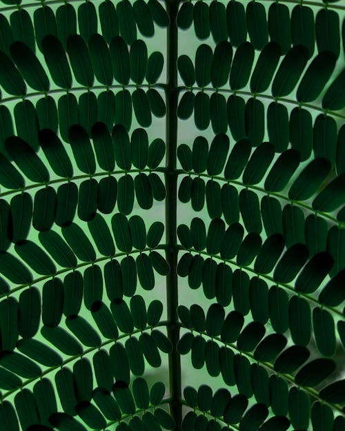 Green Leaves in Close Up Photography