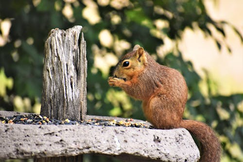 Adorable Brown Squirrel Eating 