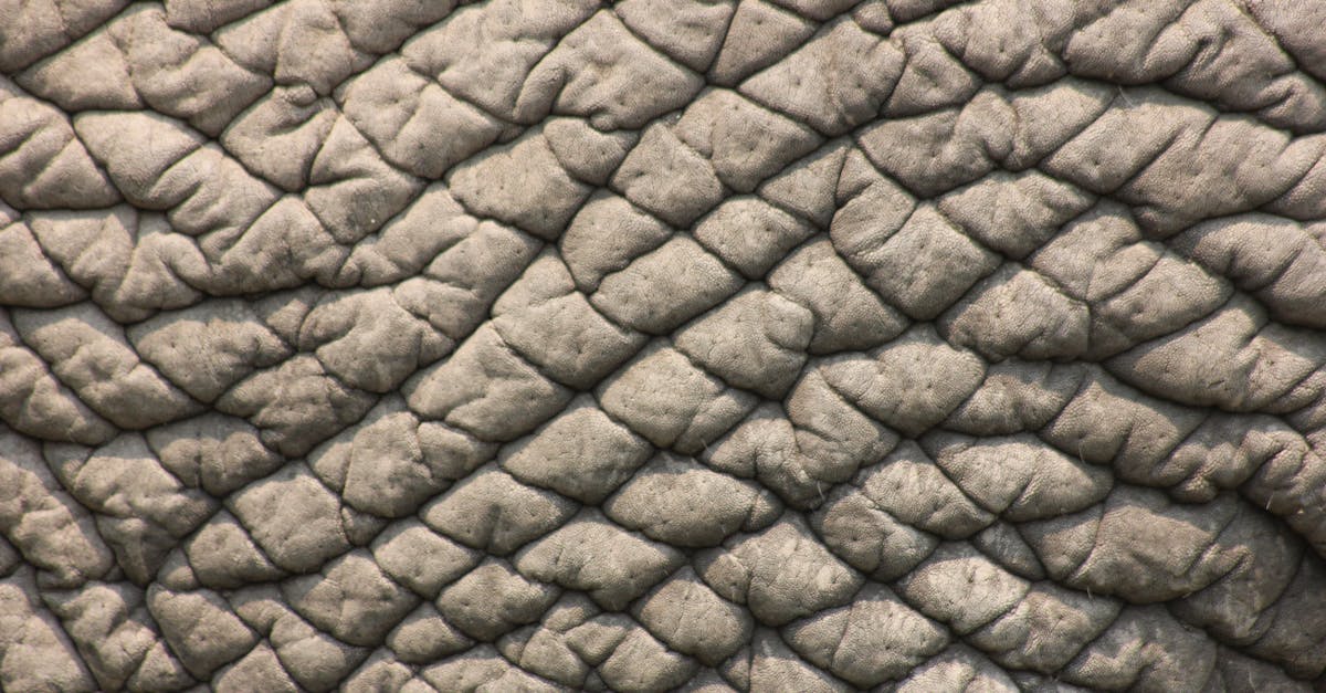 Close Up of Elephant Skin · Free Stock Photo