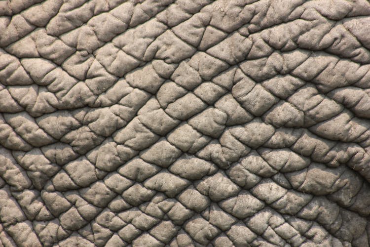 Close Up Of Elephant Skin