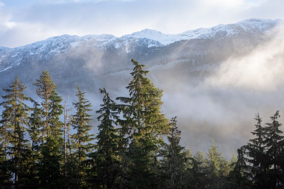 Green conifers and spruce trees near snow-covered mountains in BC — best timing for pruning spruce trees in Surrey BC