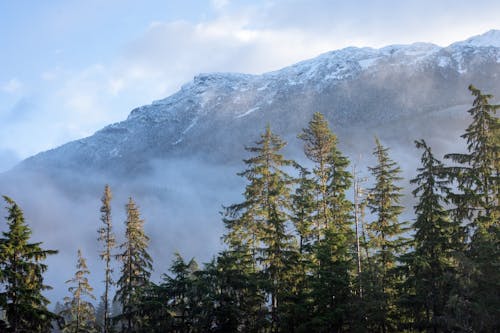 Ücretsiz ağaçlar, kar, kış içeren Ücretsiz stok fotoğraf Stok Fotoğraflar