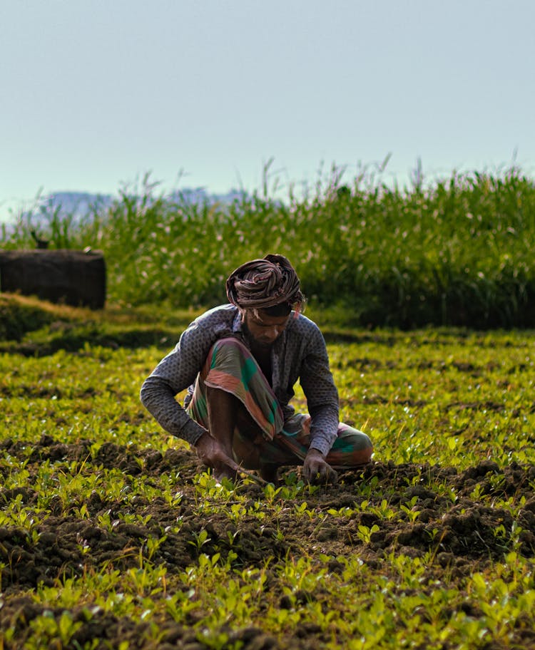 Middle East Farmer Kneeling In Field And Weeding