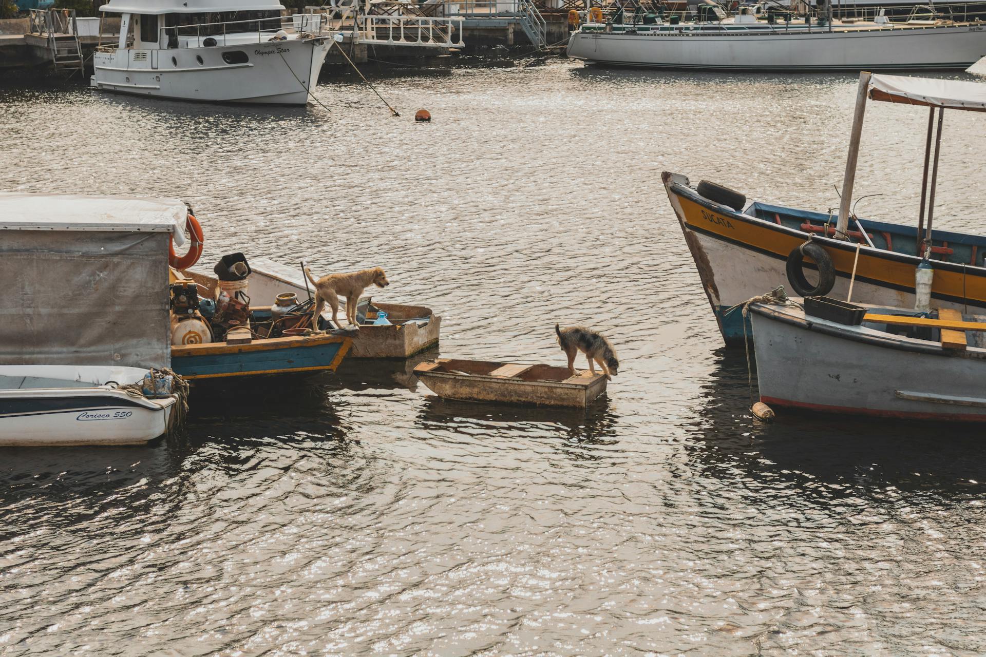 Dogs on small wooden boats on calm river water on pier in daytime