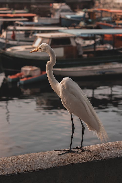 Základová fotografie zdarma na téma beton, bílá, břeh řeky