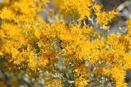 Yellow Flowers With Green Leaves