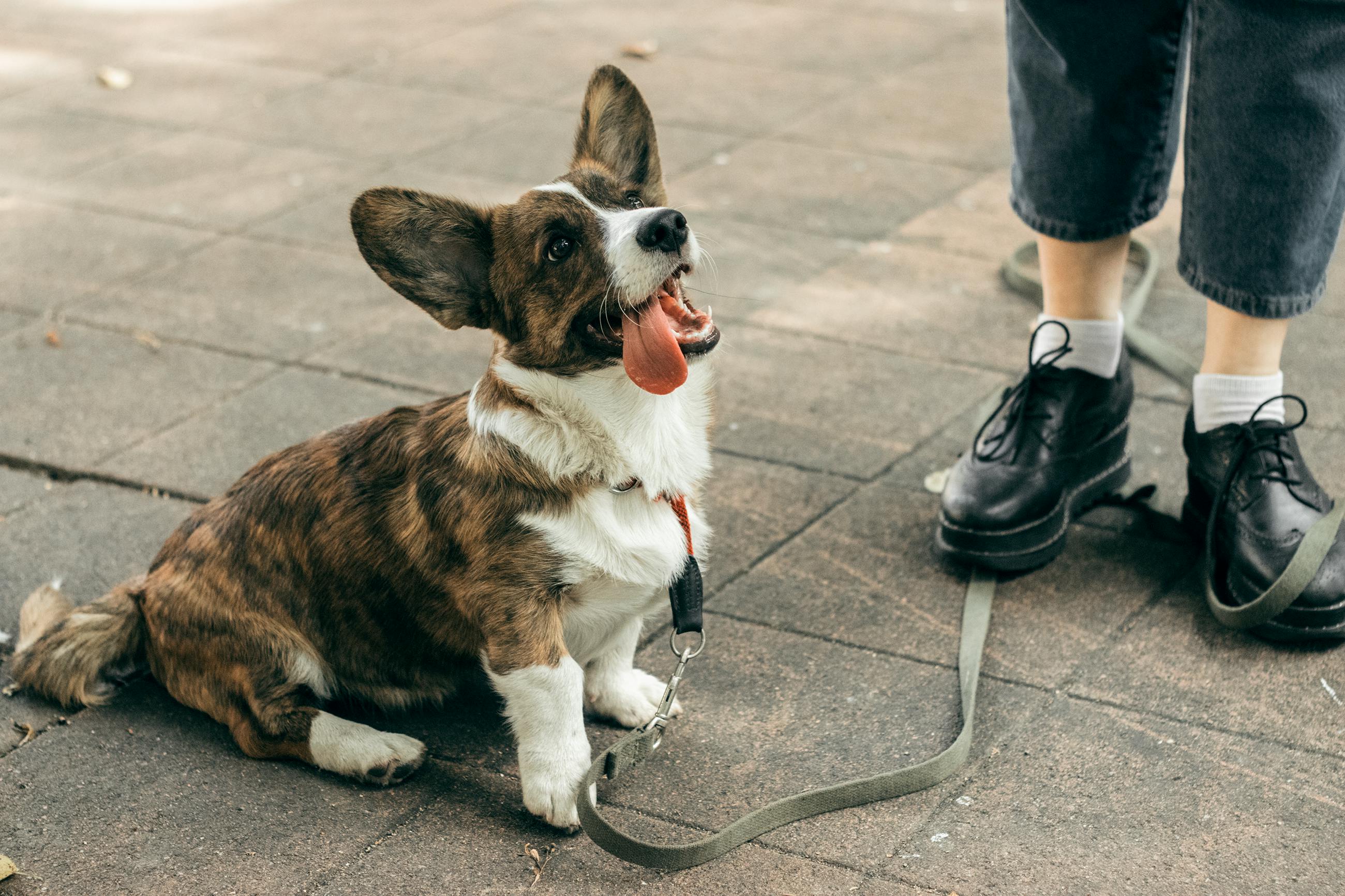 Funny dog with collar and leash near owner