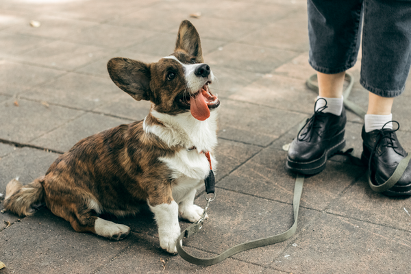 Corgi with owner outside