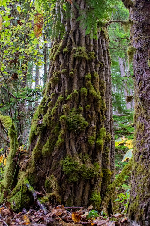 Brown Tree Trunk With Green Moss