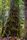 old tree