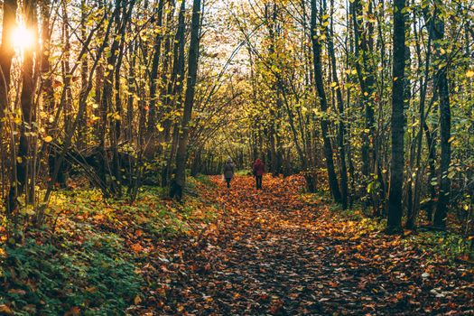Back view of anonymous female tourists strolling on pathway with faded foliage in woods on sunny day