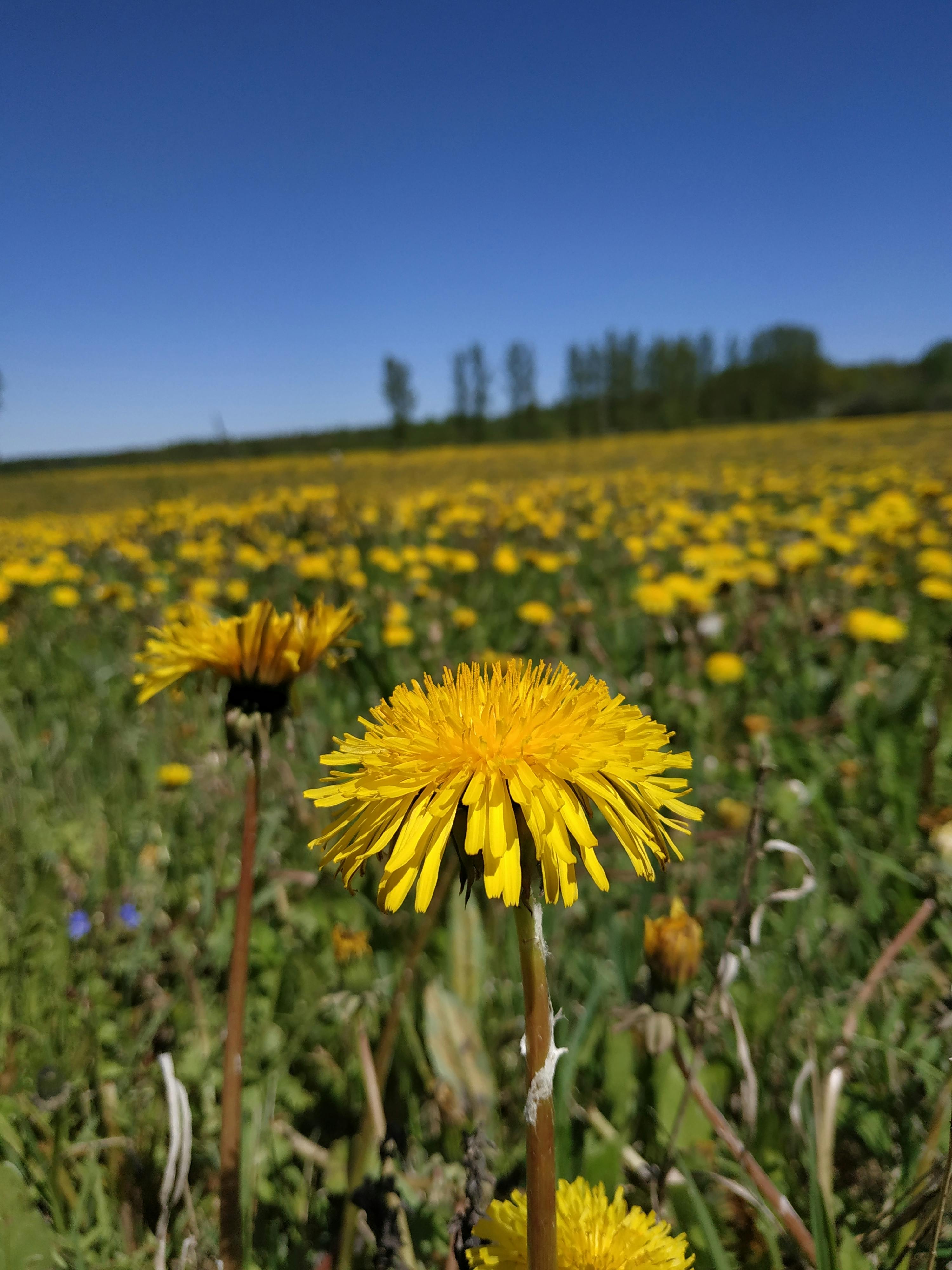 Woman walking through a garden holding a basket of fresh vegetables
