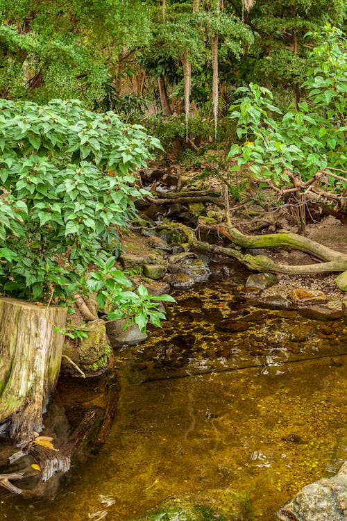 Free Green Moss on Brown Wood Log on River Stock Photo
