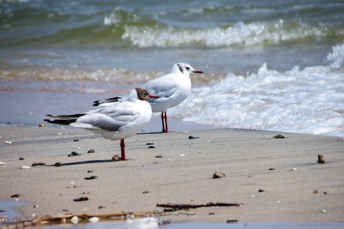 Free White and Black Birds on Beach Shore Stock Photo
