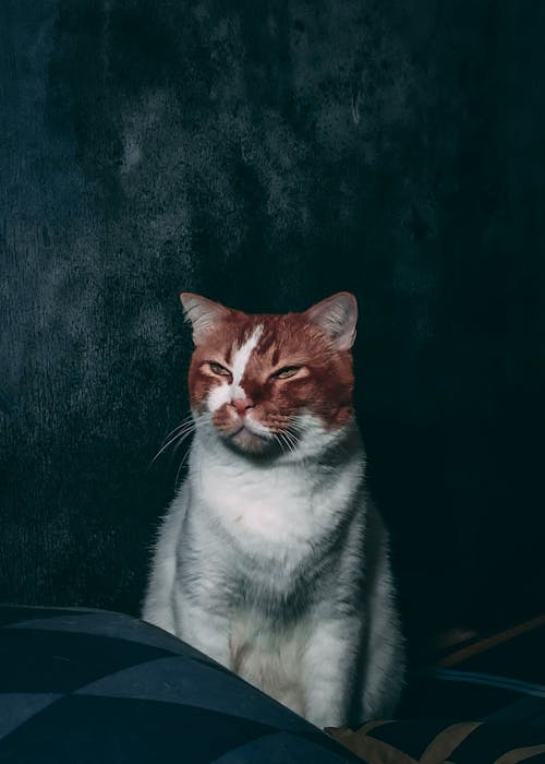 Adorable white fluffy cat with ginger muzzle sitting on comfortable couch and closing eyes partly while looking away