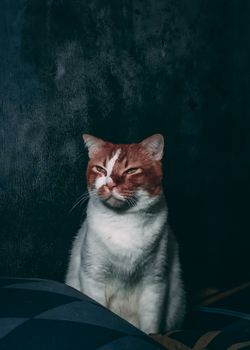 一只可爱的白色毛茸茸的猫，带着姜黄色的口鼻，正半闭着眼睛移开目光，舒适地坐在沙发上
