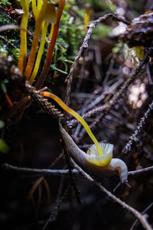 Foto stok gratis hutan suasana musim gugur, jamur, jamur hutan