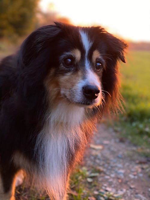 Free Black White and Brown Long Coat Dog Stock Photo