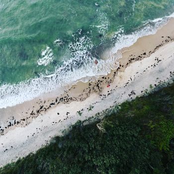 Drone shot capturing the waves, coast, and trees of Dranske beach, Germany.