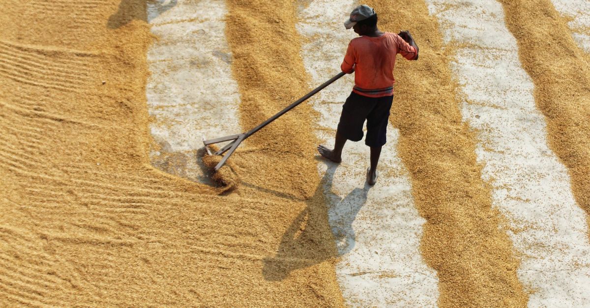 Traditional Rice System Drying People Working and Manually Drying Rice · Free Stock Photo