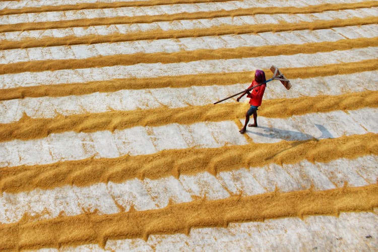 Man Working On Rice Fields