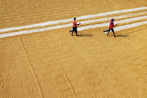 Foto d'estoc gratuïta de agricultura, arròs, assecar l arròs