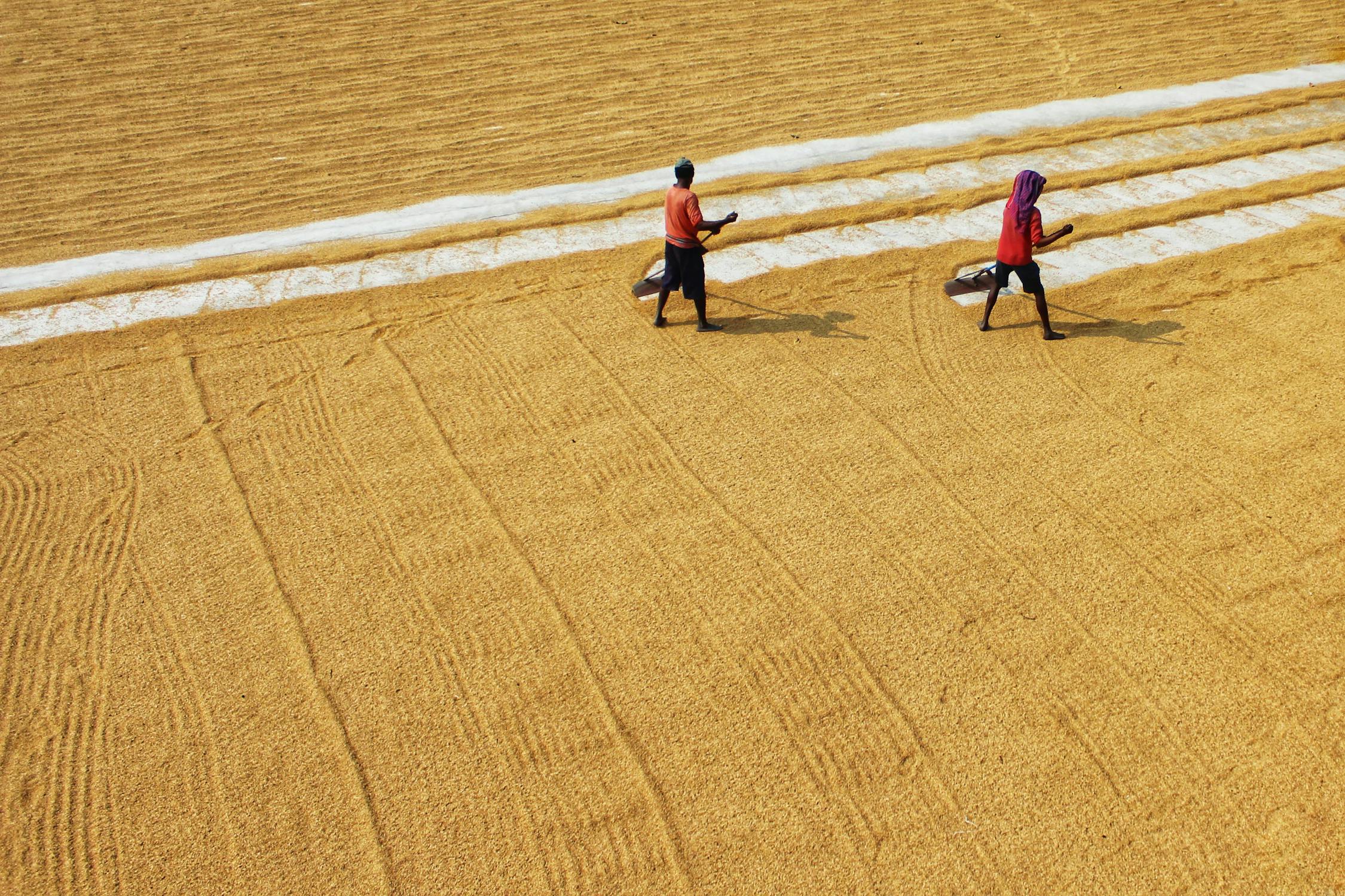 Manual Process of Drying Rice · Free Stock Photo