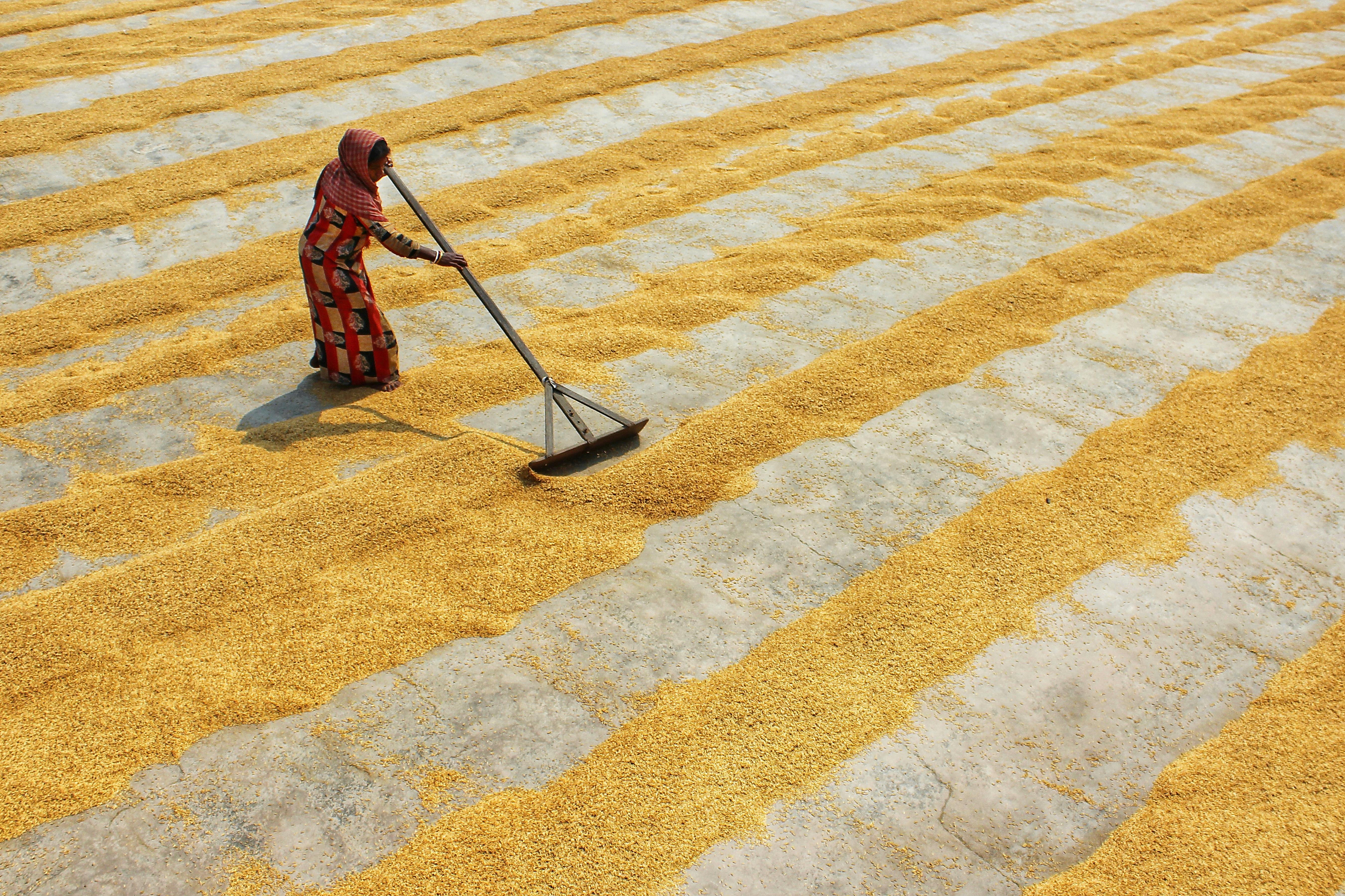 woman drying rice in paddy field