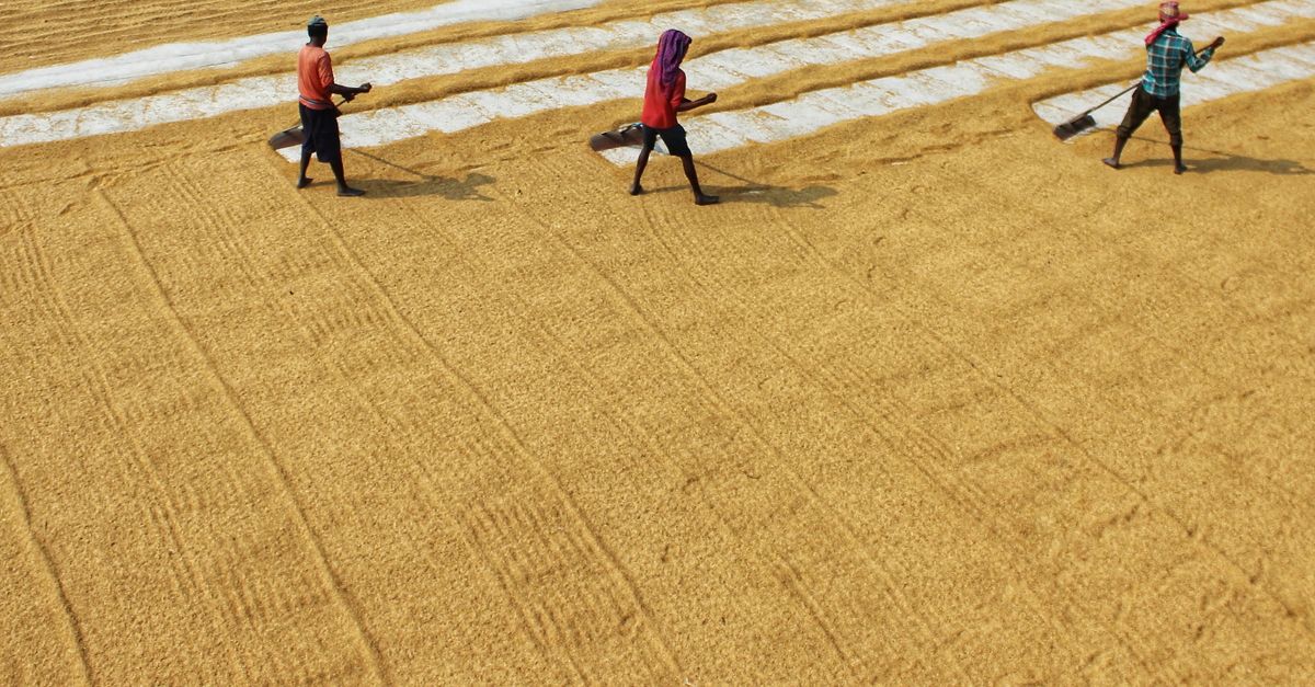 People during a Process of Manual Rice Drying · Free Stock Photo