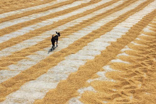 Foto profissional grátis de andando, areia, cachorro preto