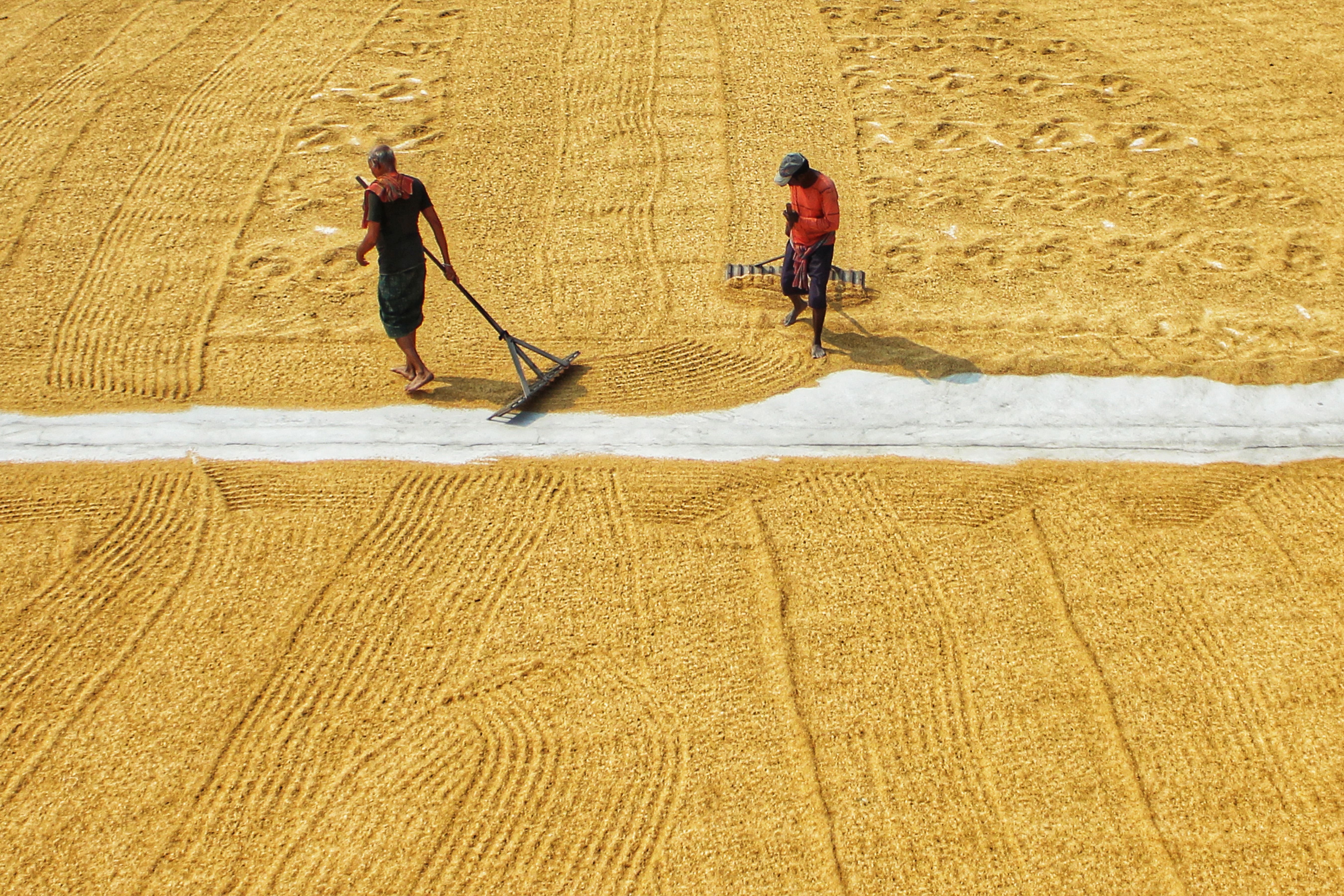 Two men work with rakes on a harvested yellow paddy field in India, creating a pattern.