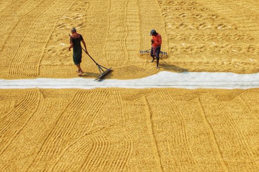 Two men work with rakes on a harvested yellow paddy field in India, creating a pattern.