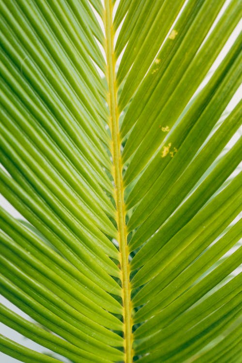 Green Palm Leaf in Macro Photography