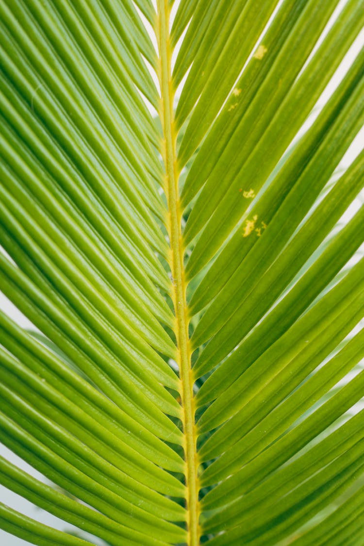 Green Palm Leaf In Macro Photography