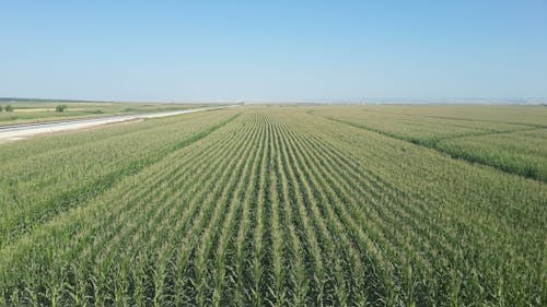 Green Agriculture Fields in Countryside