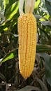 Yellow Corn in Close Up Photography