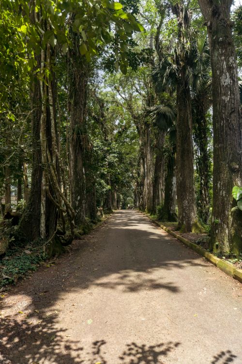 Free Lush green trees line a tranquil paved road in a Ghanaian forest. Perfect for nature lovers. Stock Photo
