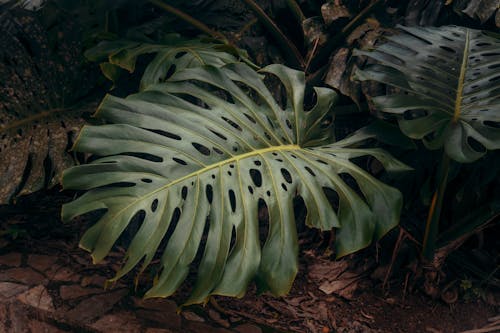 бесплатная Бесплатное стоковое фото с Зеленое растение, зеленые листья, крупный план Стоковое фото