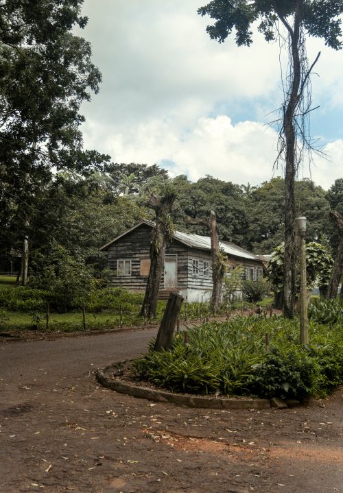 Free Charming wooden cabin surrounded by lush greenery and tall trees in the Eastern Region of Ghana. Stock Photo