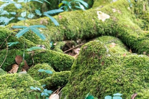 Free Detailed view of a lush forest floor with moss-covered tree roots and plants. Stock Photo
