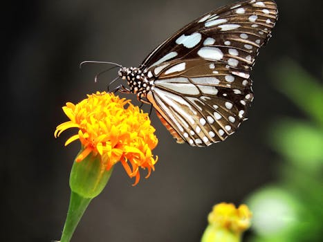 Close-up of a butterfly on a vibrant yellow flower in Sri Lanka, showcasing nature's delicate beauty.