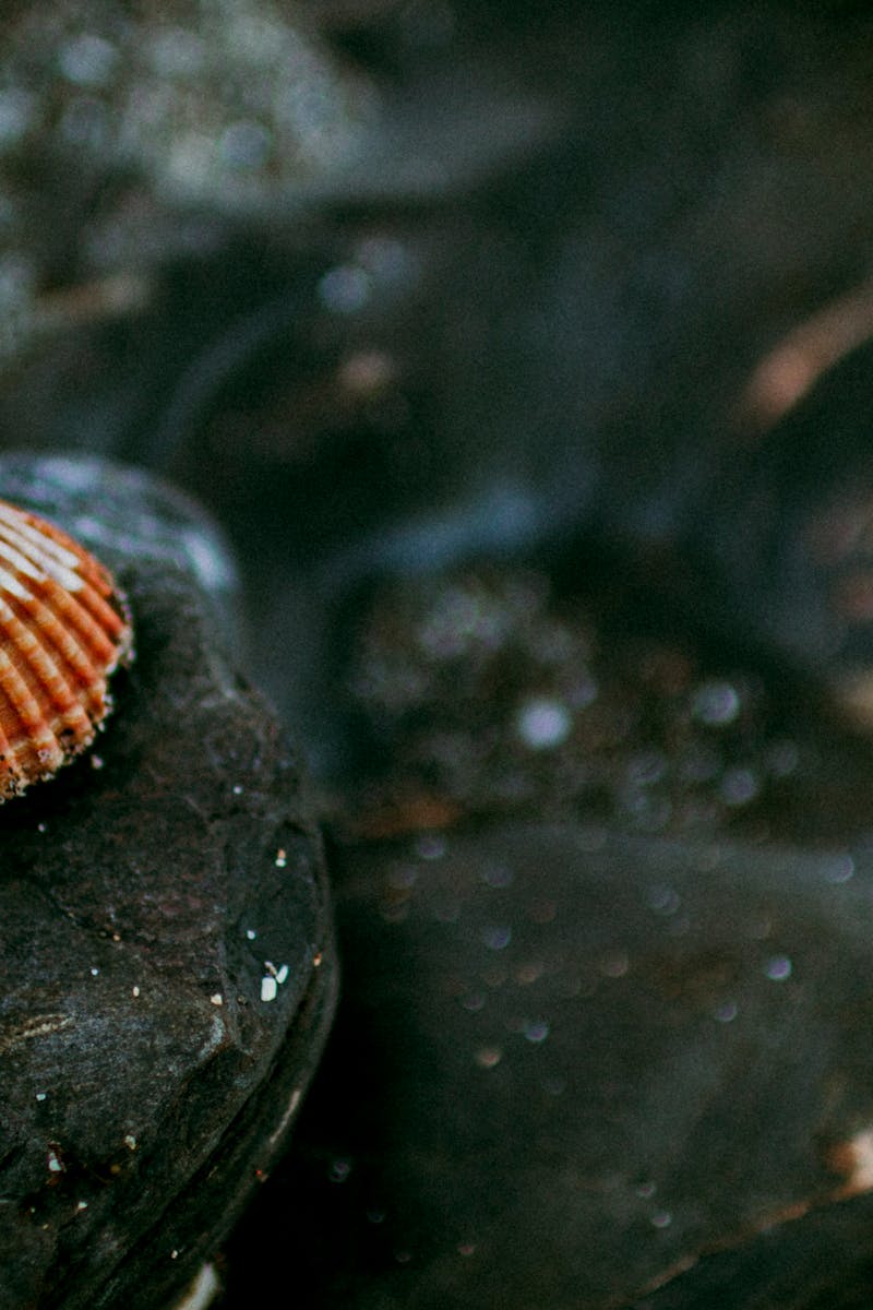 30+ Amazing Shellfish Photos · Pexels · Free Stock Photos