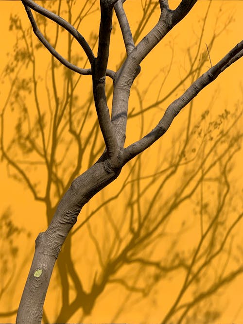 Tree Branch Casting Shadow on Yellow Wall